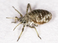 Cinara acutirostris